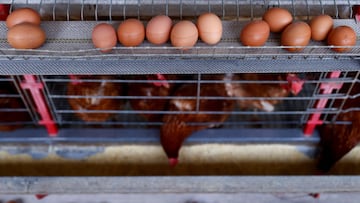 Chickens sit at a poultry farm as Brazil's egg exports soar amid stronger U.S. demand, in Taquari, Rio Grande do Sul, Brazil, March 12, 2025. REUTERS/Diego Vara