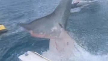 Una cola de un tiburón blanco golpeando un barco en Australia.