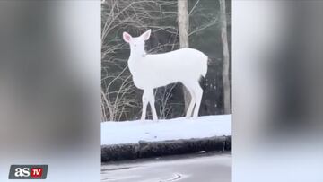 Un video viral muestra a un ciervo albino en Carolina del Norte, un encuentro único que ha asombrado a miles de usuarios, quienes lo interpretan como un presagio de buena suerte.