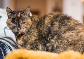La ciencia dice que es casi imposible, pero este gato es el más viejo del mundo y su cara está en el Libro Guinness de los Récords