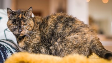 La ciencia dice que es casi imposible, pero este gato es el más viejo del mundo y su cara está en el Libro Guinness de los Récords