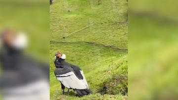 Su aparición no es un espectáculo natural, sino también un recordatorio de que con menos de 70 ejemplares, la especie enfrenta el peligro de extinción.