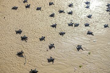 Los meses de Junio y Julio son excelentes para ver la eclosión de las tortugas marinas, representa un evento muy popular durante el verano cuando estas enormes tortugas llegan a la costa para poner sus huevos. Aproximadamente dos meses después, las pequeñas y adorables tortugas marinas eclosionarán y comenzarán su lento viaje hacia el agua, con la esperanza de no ser cazadas por ningún depredador.