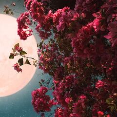 Luna llena o Luna de Flores en mayo 2023: Cuándo, hora y dónde ver desde México