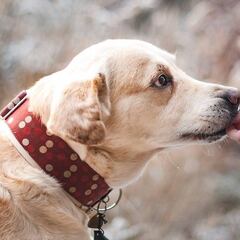 Diez alimentos que nunca debes darle a tu perro