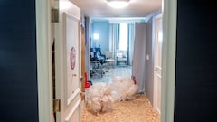 What will happen to Gobble and Waddle, the turkeys pardoned by Donald Trump?