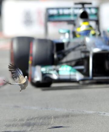 Momento en el que una paloma remonta el vuelto justo antes de la llegada del piloto de Mercedes Nico Rosberg.