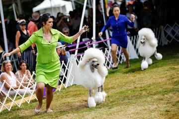 Un Poodle corriendo con su cuidador durante el concurso.