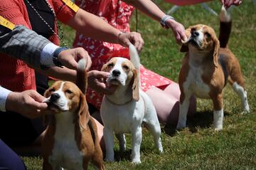 Varios beagles de 13 pulgadas de alto son examinados durante el concurso.
