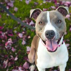 Una mujer, en estado crítico por el ataque de un pitbull