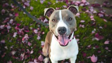 Una mujer, en estado crítico por el ataque de un pitbull
