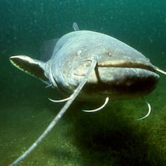 El pez de 200 kilos que pone en riesgo los ríos de España