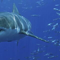 Un surfista recibe el 11º ataque mortal de un tiburón en Reunión en los últimos 8 años