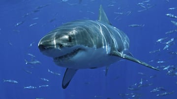 Un tiburón ataca a un surfista en la isla de Reunión (Francia), arranáncole la pierna y provocándole la muerte. La 11ª en los últimos 8 años, en 24 ataques registrados.