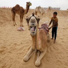 Carreras de camellos en el desierto