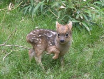 .El Zoo de Toronto: "He escuchado que alguien ha empezado una fiesta sin mi #CuteAnimalTweetOff".