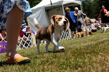 Un beagle de 13 pulgadas de alto paseando durante el concurso.