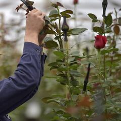 ¿Qué es el programa El Campo Emprende y cómo aplicar?