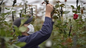 Coronavirus Colombia: ¿Qué es el programa El Campo Emprende y cómo aplicar?