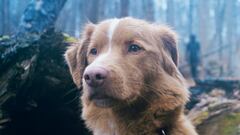 Quieren que los animales opten al premio Oscar: la Academia recibe una petición firmada por el perro de la película de terror de moda