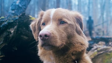 indy the good boy pelicula de terror perro premios oscar 2026