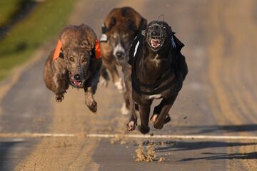 Espectacular imagen de una carrera de galgos en Brighton, Inglaterra.