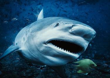 El tiburón toro es un animal agresivo que suele vivir cerca de áreas muy pobladas, como las costas tropicales. Muchos expertos creen que el tiburón toro es el más peligroso de todos los tiburones existentes. Se puede denominar tiburón toro, enfermera gris, tiburón de leznas, tiburón tigre de arena o tiburón damisela. Llegan a medir hasta 3,2 m de largo y pesar hasta 159 kg. El promedio de los machos es de 2,1 m y el de las hembras 2,2 m.