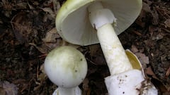 This is the deadly mushroom that was used to kill 3 people in Australia: All you need to know about the death cap