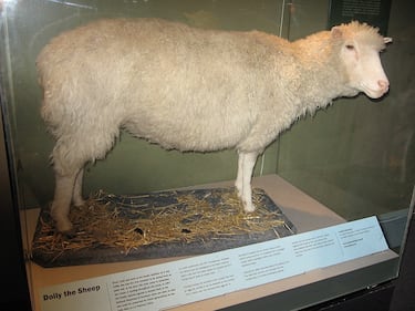 China clona con éxito al primer Yak, logrando revolucionar la biotecnología animal para mejorar la genética