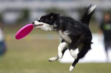 La perra Cleo trata de capturar el disco en la modalidad 'distancia' durante las competiciones oficiales y clasificatorias para los Campeonatos Europeos y los Mundiales de 'disc-dog', un deporte que hace correr, volar e incluso bailar a los perros al ritmo de la música para capturar un frisbee.