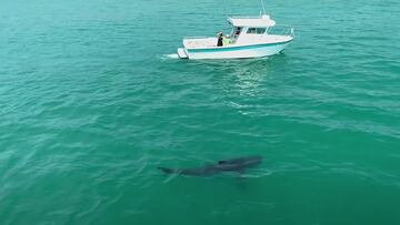 Un tiburón blanco de 4 o 5 metros nadando cerca de un barco pequeñito con una madre y un hijo mirándolo, en aguas transparentes de California (Estados Unidos) en agosto del 2021.