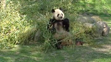 Los animales del Zoo de Madrid ante la falta de humanos