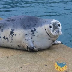 Muere Doqui, la foca que se paseaba por las costas gallegas