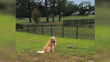 Golden retriever