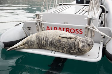 La foca monje del Mediterráneo o foca fraile mediterránea (Monachus monachus) es una especie de las especies de más raras que existen.
Antiguamente se movían por todo el Mediterráneo y el Mar Negro, pero su población se ha reducido drásticamente y se calcula que no quedan más de 1.200 ejemplares adultos. 
Actualmente, las islas Chafarinas, a 27 millas náuticas al este de Melilla, es el único lugar de la costa española donde existe la especie, representada por uno o dos ejemplares.

