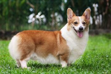 Corgi gal&eacute;s de Pembroke