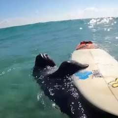 Una vaca marina le roba la tabla de surf a un niño