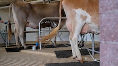 Second recall order for a milk stock in California: how do I know if my milk is contaminated?