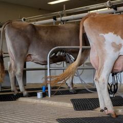 Second recall order for a milk stock in California: how do I know if my milk is contaminated?