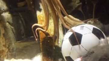 ADIVINO. El pulpo Paul predijo que la Roja ganaría el Mundial de Suráfrica.