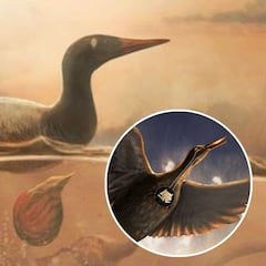Científicos descubren en la Antártida un nuevo fósil de un ave primitiva capaz de sobrevivir a la extinción de los dinosaurios
