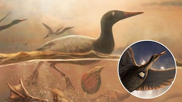 Científicos descubren en la Antártida un nuevo fósil de un ave primitiva capaz de sobrevivir a la extinción de los dinosaurios