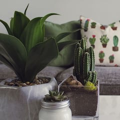 Diseño biofílico: la tendencia que permite vivir y trabajar mejor