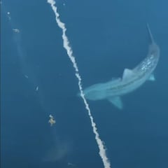 Graban a un tiburón gigante: cercano al megalodón