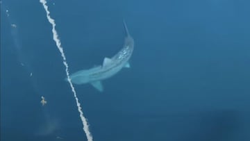 Graban a un tiburón gigante: cercano al megalodón