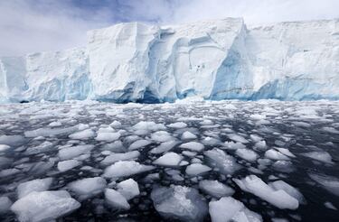 El curioso motivo por el que los pingüinos pueden jugar un importante papel en la lucha contra el cambio climático