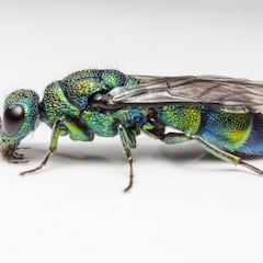 Descubierta una nueva especie de avispa