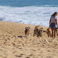 Playas para perros en España: lista completa, cuáles son las mejores, dónde están y qué horarios tienen