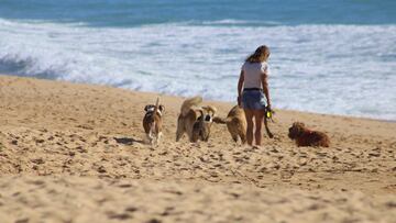 Playas para perros en España: lista completa, cuáles son las mejores, dónde están y qué horarios tienen