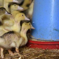 Alerta en la OMS: Rusia registra el primer contagio en humanos de la cepa H5N8 de la gripe aviar